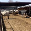 Image 1 : ID Dairies/Ranches - 77 Cows - Burley, ID