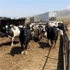 Image 2 : ID Dairies/Ranches - 77 Cows - Burley, ID