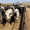 Image 3 : ID Dairies/Ranches - 77 Cows - Burley, ID
