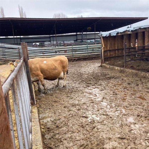 ID Dairies/Ranches - 24 Cows - Burley, ID