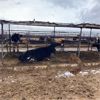 Image 2 : ID Dairies/Ranches - 24 Cows - Burley, ID