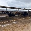 Image 4 : ID Dairies/Ranches - 24 Cows - Burley, ID