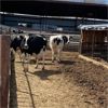 Image 1 : ID Dairies/Ranches - 29 Cows - Burley, ID