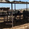 Image 3 : ID Dairies/Ranches - 29 Cows - Burley, ID