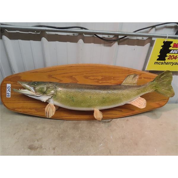 Mounted Northern Pike 39" L