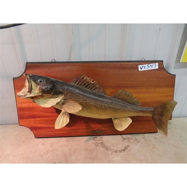 Mounted Pickeral Fish 24"