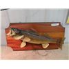 Image 1 : Mounted Pickeral Fish 24"