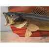 Image 2 : Mounted Pickeral Fish 24"