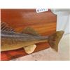 Image 3 : Mounted Pickeral Fish 24"