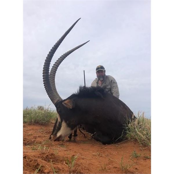 South African Sable Hunt - Safari Unlimited