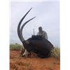 Image 2 : South African Sable Hunt - Safari Unlimited