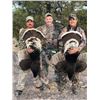 Image 1 : Mexican Gould's Turkey Hunt - Safari Unlimited