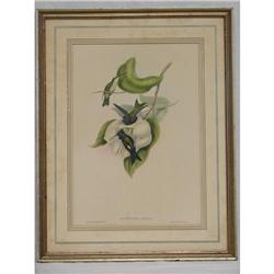 J. Gould Original Lithograph HELIOMASTER ANGEL? 