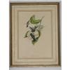 Image 1 : J. Gould Original Lithograph HELIOMASTER ANGEL? 