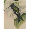 Image 2 : J. Gould Original Lithograph HELIOMASTER ANGEL? 