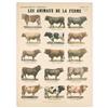Image 1 : Les Animaux de la Ferme-Les Taureaux #1675554