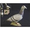 Image 1 : Beswick Pigeon #1695002