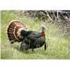 Image 1 : Gordon Farms Parent/Youth Wild Turkey hunt in Colusa County, CA.