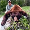 Image 1 : Shoshone Lodge Outfitters 5 day Black Bear hunt for 1 hunter in Wyoming