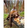 Image 2 : Shoshone Lodge Outfitters 5 day Black Bear hunt for 1 hunter in Wyoming