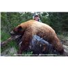 Image 6 : Shoshone Lodge Outfitters 5 day Black Bear hunt for 1 hunter in Wyoming