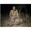 Image 5 : Catena Safaris 5 day hunt for Parent and Youth for blackbuck and wild boar hunt in Argentina