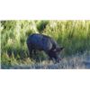 Image 2 : G and J Outdoors 2 day hunt for wild pig for 2 hunters, Mendocino County, California.