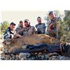 Image 4 : Diamond Outfitters 5 day Muzzleloader hunt for Coues Deer/Mtn Lion for 2 hunters.