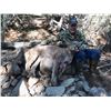 Image 5 : Diamond Outfitters 5 day Muzzleloader hunt for Coues Deer/Mtn Lion for 2 hunters.