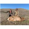 Image 1 : Jim Bardin Ranch 3 day guided tule elk cow hunt for youth hunter and observer.