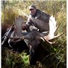 Image 4 : Omineca Guides Canada Moose hunt for 1 hunter in British Columbia