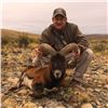 Image 1 : Algar Safaris 5 day hunt for Gold Medal Mouflon in Argentina