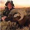 Image 2 : Algar Safaris 5 day hunt for Gold Medal Mouflon in Argentina