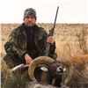 Image 3 : Algar Safaris 5 day hunt for Gold Medal Mouflon in Argentina