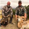 Image 5 : Algar Safaris 5 day hunt for Gold Medal Mouflon in Argentina