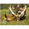 Image 3 : New Zealand 5 day hunt for red Stag with Chris Bilkey's Track and Trail Safaris