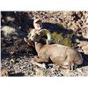Image 10 : California State Governor's Permit for Desert Bighorn in the Cady Mountains Unit.