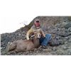 Image 7 : California State Governor's Permit for Desert Bighorn in the Cady Mountains Unit.