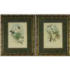 Image 1 : PAIR OF LITHOGRAPHS BIRDS GOULDS & RICHTER
