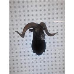 CORSICAN RAM MOUNT TAXIDERMY