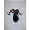 Image 1 : CORSICAN RAM MOUNT TAXIDERMY