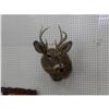 Image 1 : 3-POINT WHITE TAIL DEER MOUNT TAXIDERMY