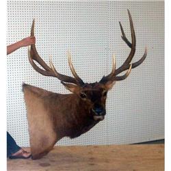 ELK HEAD MOUNT TAXIDERMY WYOMING