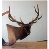 Image 1 : ELK HEAD MOUNT TAXIDERMY WYOMING