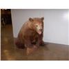 Image 1 : CINNAMON BLACK BEAR TAXIDERMY WYOMING