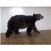 Image 1 : BLACK BEAR WALKING POSITION TAXIDERMY