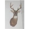 Image 1 : 4-point White Tail Deer Mount TAXIDERMY