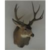 Image 1 : 5-point Mule Deer Mount TAXIDERMY