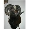 Image 1 : CORSICAN SHEEP MOUNT TAXIDERMY