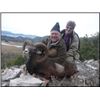 Image 1 : Croatia – Hunt in Europe – Amazing Six-Day Free Range Hunt for Balkan Chamois or Muflon Sheep